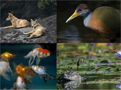 WWF advierte que fauna vertebrada se redujo 68% en medio siglo