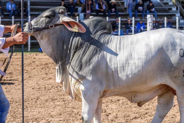 Brahman Junior organiza curso sobre el Manual del criador y la Selección de reproductores