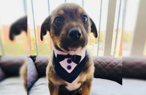 La historia de 'Vicente', el perrito que dejaron plantado el día de su adopción - SNT