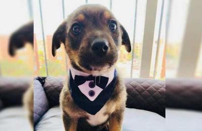 La historia de 'Vicente', el perrito que dejaron plantado el día de su adopción - C9N