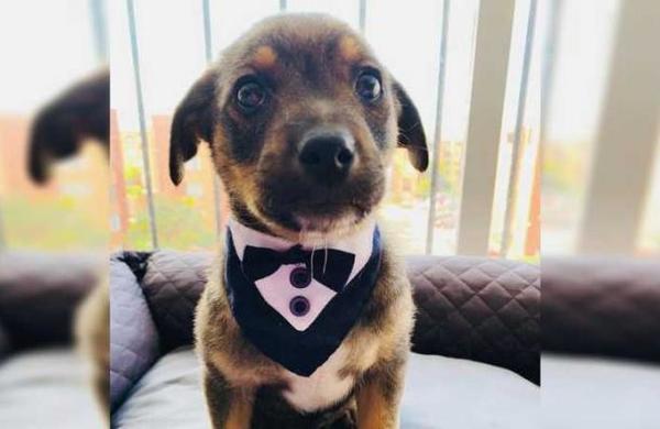 La historia de 'Vicente', el perrito que dejaron plantado el día de su adopción - C9N