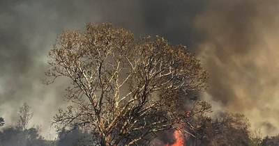 La Nación / El Pantanal de Brasil, un paraíso verde devorado por las llamas