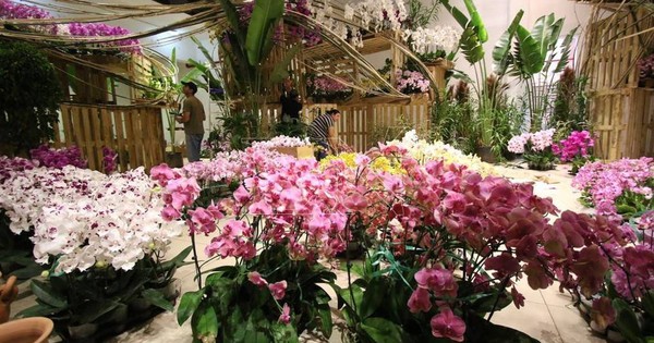 La Nación / Cuidados que debes tener a la hora de trasplantar orquídeas