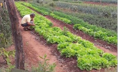 Crónica / Escuela “chulea” a la pandemia con lechuga