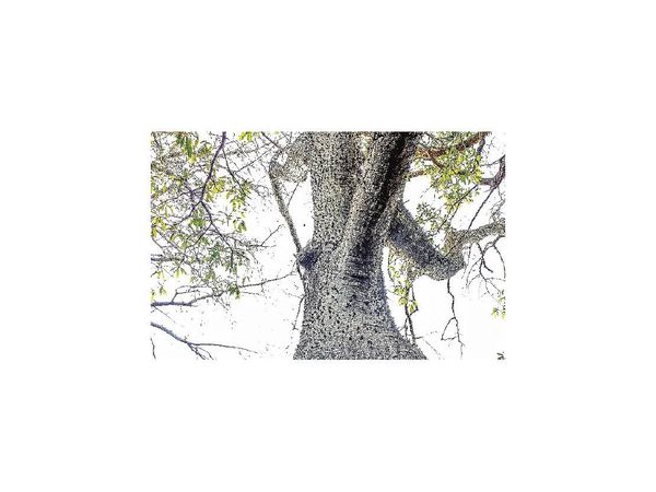 Aseguradora apoya a Colosos de la Tierra