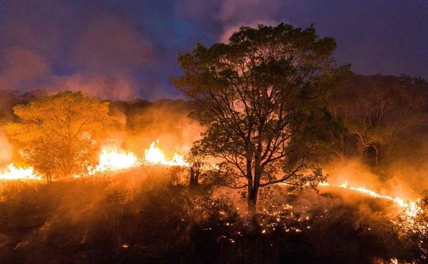 La zona del Pantanal sufre este año incendios particularmente graves - Mundo - ABC Color