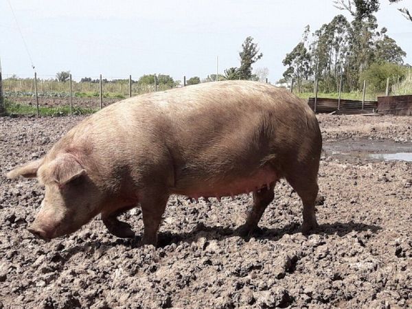 Despechado liquidó a la chanchita de su ex