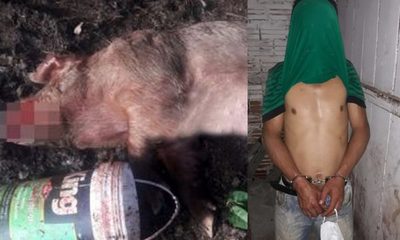 Joven enfurecido por la ruptura con su pareja mata a puñaladas a “Princesa” – Diario TNPRESS