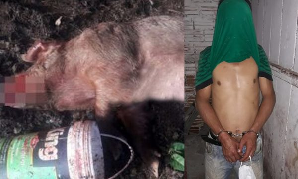 Joven enfurecido por la ruptura con su pareja mata a puñaladas a “Princesa” – Diario TNPRESS