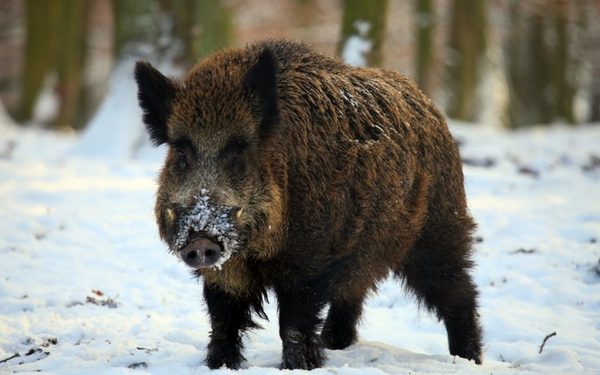 Se confirma en Alemania el primer caso de peste porcina en jabalí muerto