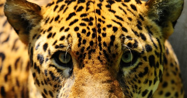 La Nación / El mundo perdió casi 70% de la fauna salvaje desde 1970, según WWF