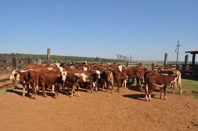 Auspicioso repunte de precio del ganado, reporta comisión de carne de la ARP - Nacionales - ABC Color