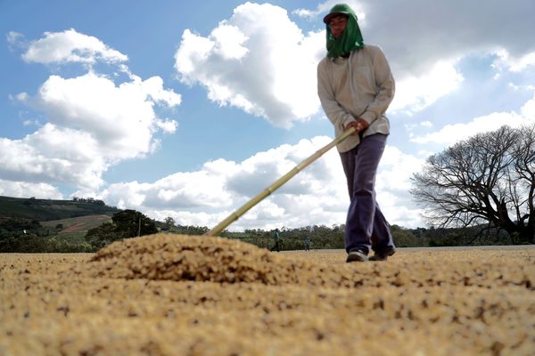 Las exportaciones brasileñas de café se redujeron un 3,3 % en agosto - MarketData