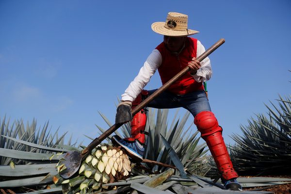 Nueva Zelanda reconoce el tequila mexicano como marca registrada - MarketData
