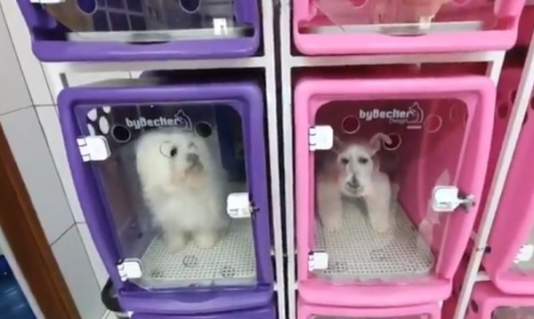 Red narco lavaba dinero hasta con perritos