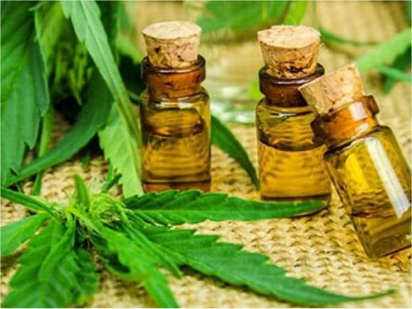 Mario Abdo veta ley que despenaliza el cannabis medicinal