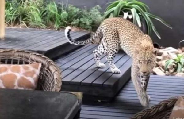Captan a un leopardo entre los clientes de un restaurante en Sudáfrica - SNT