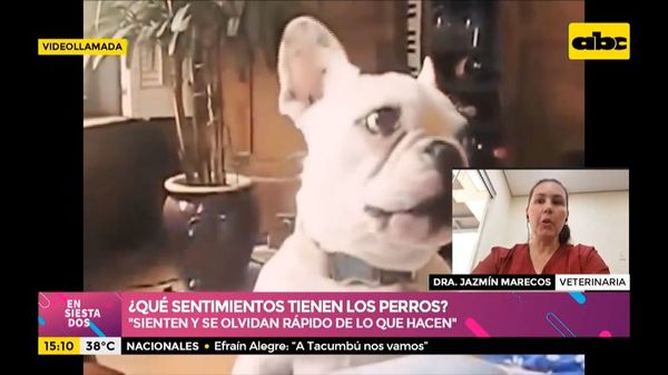 ¿Qué sentimientos tienen los perros? - Ensiestados - ABC Color