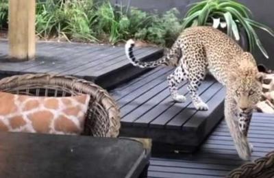 Captan a un leopardo entre los clientes de un restaurante en Sudáfrica - C9N