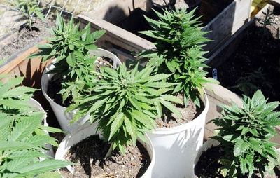 Organizaciones lamentan veto a despenalización de autocultivo de marihuana con fines medicinales - Nacionales - ABC Color