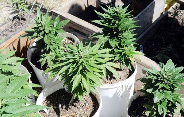 Organizaciones lamentan veto a despenalización de autocultivo de marihuana con fines medicinales - Nacionales - ABC Color