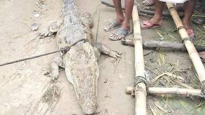 Crónica / Secuestraron a jaka por horas durante lalada