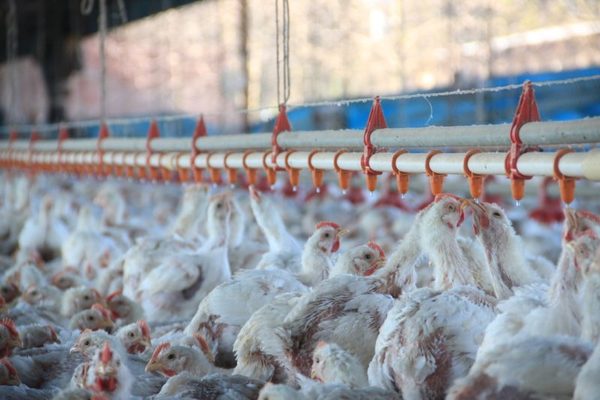 Inversión en alimentos para la producción avícola creció 50%, tras baja del contrabando