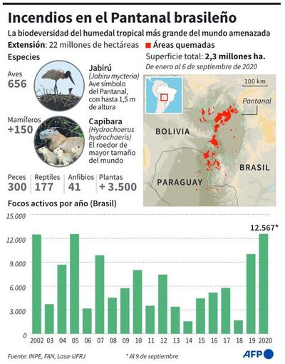 Baja la deforestación en Amazonía, mientras el fuego amenaza Pantanal - Mundo - ABC Color