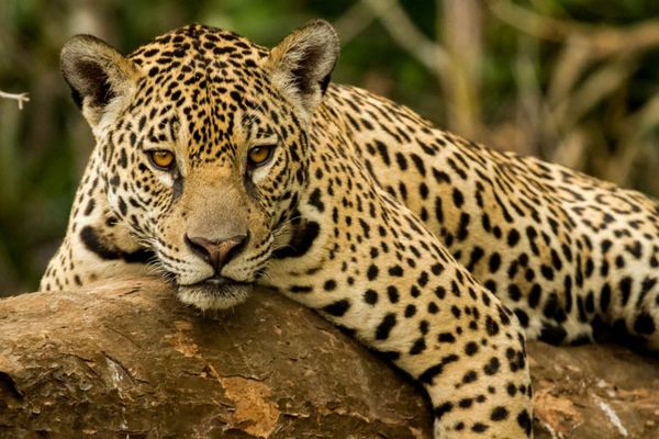 Un gran felino a punto de desaparecer - Nacionales - ABC Color