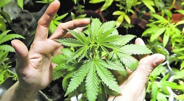HOY / Ejecutivo vetó proyecto de ley que despenaliza el cultivo de marihuana para uso medicinal