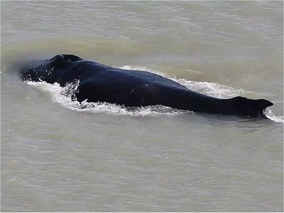 Ballenas deambulan por un río infestado de cocodrilos en Australia