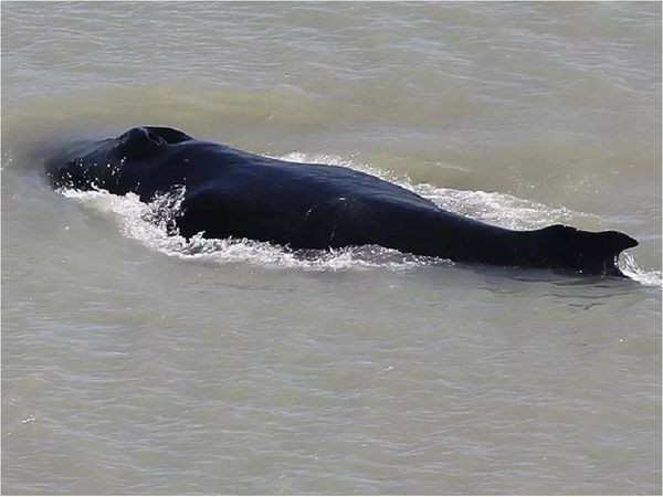 Ballenas deambulan por un río infestado de cocodrilos en Australia