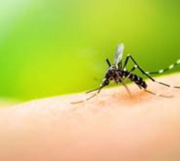 Detectan numerosos criaderos del dengue en Reducto y San Lorenzo - Paraguay.com
