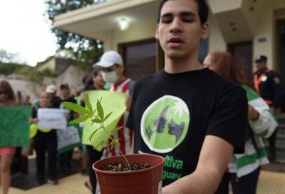 Mamá Cultiva rechaza el veto presidencial a ley de cannabis medicinal | Noticias Paraguay