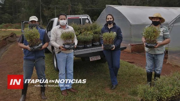 ENTREGA DE PLANTINES DE EUCALIPTOS A PEQUEÑOS PRODUCTORES DE ITAPÚA