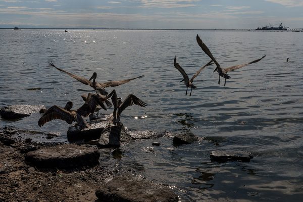 Un derrame de petróleo produce daño ambiental en el noroeste de Venezuela - MarketData