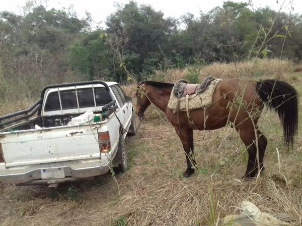 Vacunos robados en Paraguarí son recuperados en Guairá - Nacionales - ABC Color