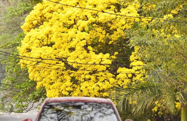 Lapachos anticipan primavera con su explosión de colores - Nacionales - ABC Color