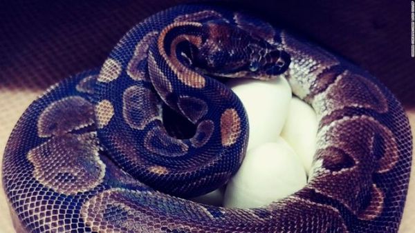 Una pitón bola puso 7 huevos en el zoológico de Saint Louis