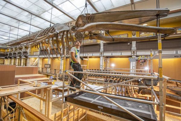 Salvar a las ballenas del “zoológico de los muertos” en Dublín, una tarea titánica - Ciencia - ABC Color
