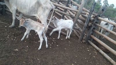 En plena pandemia, los abigeos gozan de “buena salud” en el Chaco - Nacionales - ABC Color