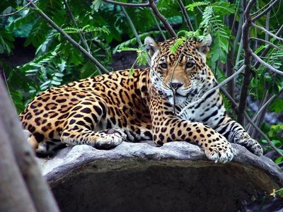 Los incendios amenazan al mayor felino de América