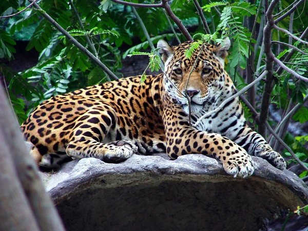 Los incendios amenazan al mayor felino de América