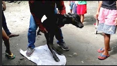 Crónica / Nació un becerro de dos patas en Filipinas