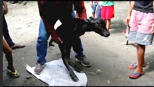 Crónica / Nació un becerro de dos patas en Filipinas