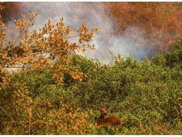 Fauna silvestre lucha por sobrevivir a los incendios en el Pantanal