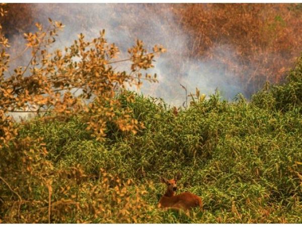 Fauna silvestre lucha por sobrevivir a los incendios en el Pantanal