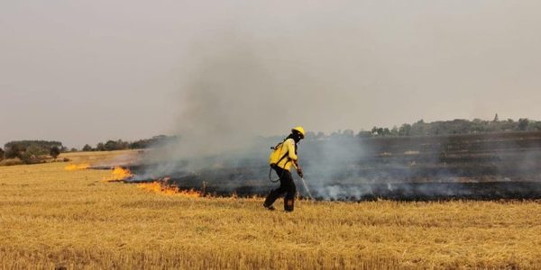 Voraz incendio de un trigal de 30 hectáreas en Minga Guazú