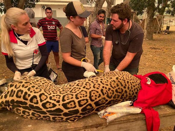 Humedal en llamas: Fauna silvestre de Brasil, en la lucha por la supervivencia