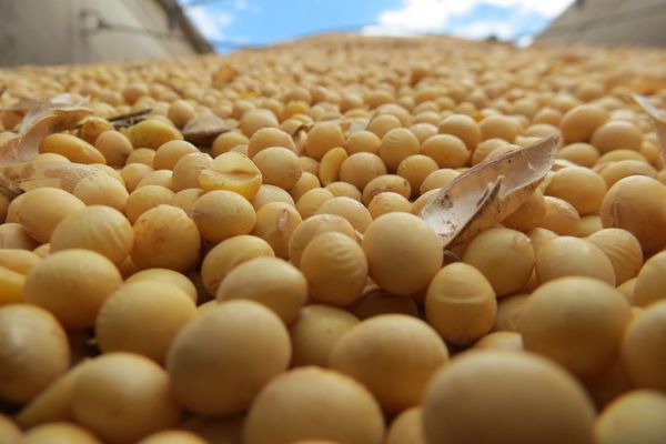 Exportaciones de soja superan 5 millones de toneladas, pese a adversidades